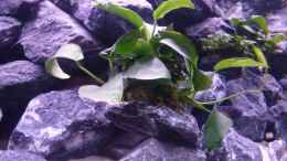 aquarium-von-evilchicken-demasoni-rocks---aufgeloest_Anubias 