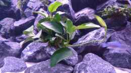 aquarium-von-evilchicken-demasoni-rocks---aufgeloest_Anubias 