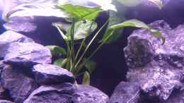 aquarium-von-evilchicken-demasoni-rocks---aufgeloest_Anubias Mutterpflanze