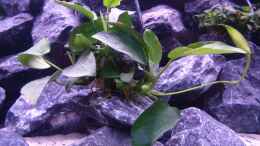 aquarium-von-evilchicken-demasoni-rocks---aufgeloest_Anubias