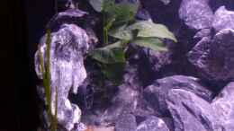 aquarium-von-evilchicken-demasoni-rocks---aufgeloest_Anubias und Vallisneria