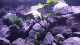 aquarium-von-evilchicken-demasoni-rocks---aufgeloest_Anubias Mutterpflanze