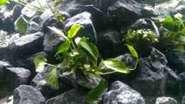 aquarium-von-evilchicken-demasoni-rocks---aufgeloest_Anubias