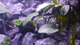 aquarium-von-evilchicken-demasoni-rocks---aufgeloest_Anubias Barteri