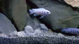 aquarium-von-thomas0902-becken-27266_Cynotilapia sp white hara galileya reef / m