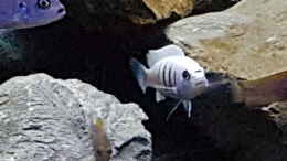 aquarium-von-thomas0902-becken-27266_Cynotilapia sp white hara galileya reef / m