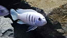 Foto mit Cynotilapia sp white hara galileya reef / m