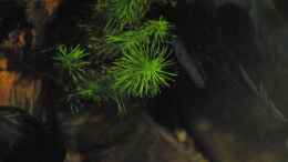 aquarium-von-lomarraco-tercera-conca_Rotala wallichii