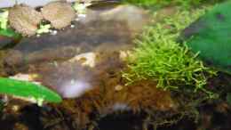 aquarium-von-lomarraco-tercera-conca_Riccia fluitans