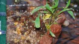 aquarium-von-lomarraco-tercera-conca_Cryptocoryne x wilissii