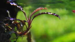 aquarium-von-lomarraco-tercera-conca_Bucephalandra  sp Kedagang