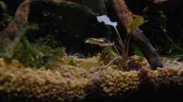 aquarium-von-lomarraco-tercera-conca_