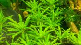 aquarium-von-marcel-witt-becken-27343_Pogostemon helferi