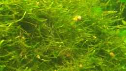 aquarium-von-marcel-witt-becken-27343_Taxiphyllum barbierJavamoos