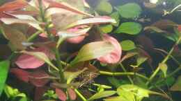 aquarium-von-marcel-witt-becken-27343_Ludwigia repens Rote Ludwigia