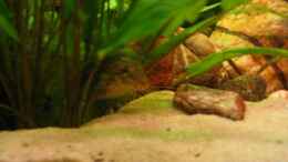 aquarium-von-andreaandreas-wielpuetz-becken-2739_Acanthocobitis botia