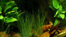 aquarium-von-die-perle----northern-territory_Eleocharis acicularis