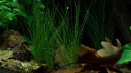 aquarium-von-die-perle----northern-territory_Eleocharis acicularis