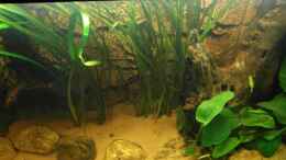 aquarium-von-tom-g--260l-rio-xingu_Riesenvallisnerie (Vallisneria americana)