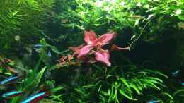 aquarium-von-walde-300er_18.03.2014