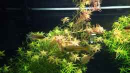 aquarium-von-walde-300er_13.10.2013