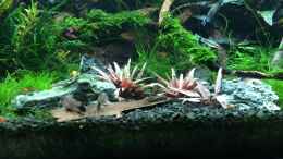 aquarium-von-walde-300er_18.03.2014