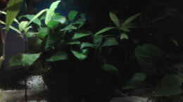 aquarium-von-jody-wynn-gesellschaftsbecken_Anubias Nana, Anubias barteri