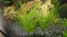 aquarium-von-kasia-first-try_Lilaeopsis mauritiana