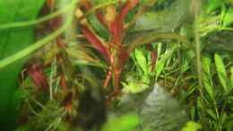 aquarium-von-kasia-first-try_Alternanthera reineckii Pink