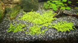 aquarium-von-kasia-first-try_Hemianthus callitrichoides Cuba