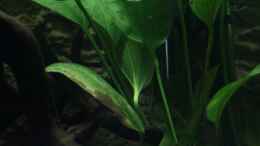 aquarium-von-falk-the-peruvian_einer der Echinodorus palaefolius var. latifolius