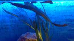 aquarium-von-torsten-n--becken-27594_