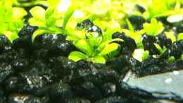 aquarium-von-andreas-glingener-wohnraum_Hemianthus callitrichoides CUBA