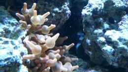 aquarium-von-la-sasch-becken-27697_