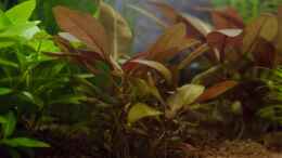 aquarium-von-goreslayer-wirbellose-wohnzimmerdeko_Alternanthera reineckii