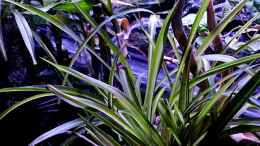 aquarium-von-snooze-new-underwater-world_Chlorophytum comosum