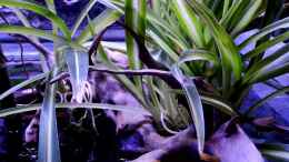 aquarium-von-snooze-new-underwater-world_Chlorophytum comosum