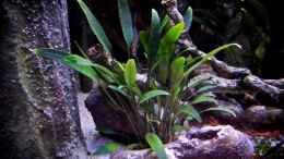 aquarium-von-snooze-new-underwater-world_Cryptocoryne Lucens