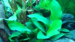 aquarium-von-daniel-eder-becken-27728_Zwergspeerblatt (Anubias bart. var. nana)