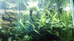 aquarium-von-el-hein-biotoop_nach 4 Wochen...