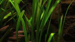 aquarium-von-florian-bandhauer-the-mountain-stream_Vallineria Rubra