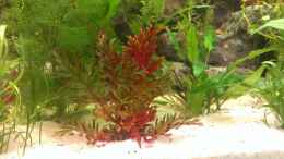 aquarium-von-jan-h--becken-27772_selaginella erythropus sanguinea