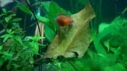 aquarium-von-fabian-eckel-becken-2780_Colisa chuna ROT, roter Honiggurami