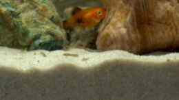 aquarium-von-fabian-eckel-becken-2780_Platy- Nachwuchs