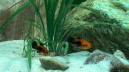 aquarium-von-fabian-eckel-becken-2780_Platy- Nachwuchs