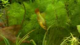 aquarium-von-fabian-eckel-becken-2780_Papageienplaty Weibchen