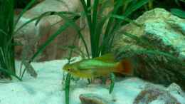 aquarium-von-fabian-eckel-becken-2780_Papageienplaty Weibchen