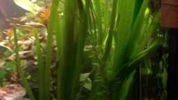 aquarium-von-jan-h--becken-27803_Vallisneria gigantea