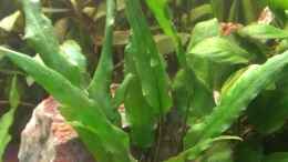 aquarium-von-jan-h--becken-27803_Cryptocoryne beckettii