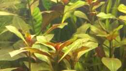 aquarium-von-jan-h--becken-27803_Alternanthera lilacina